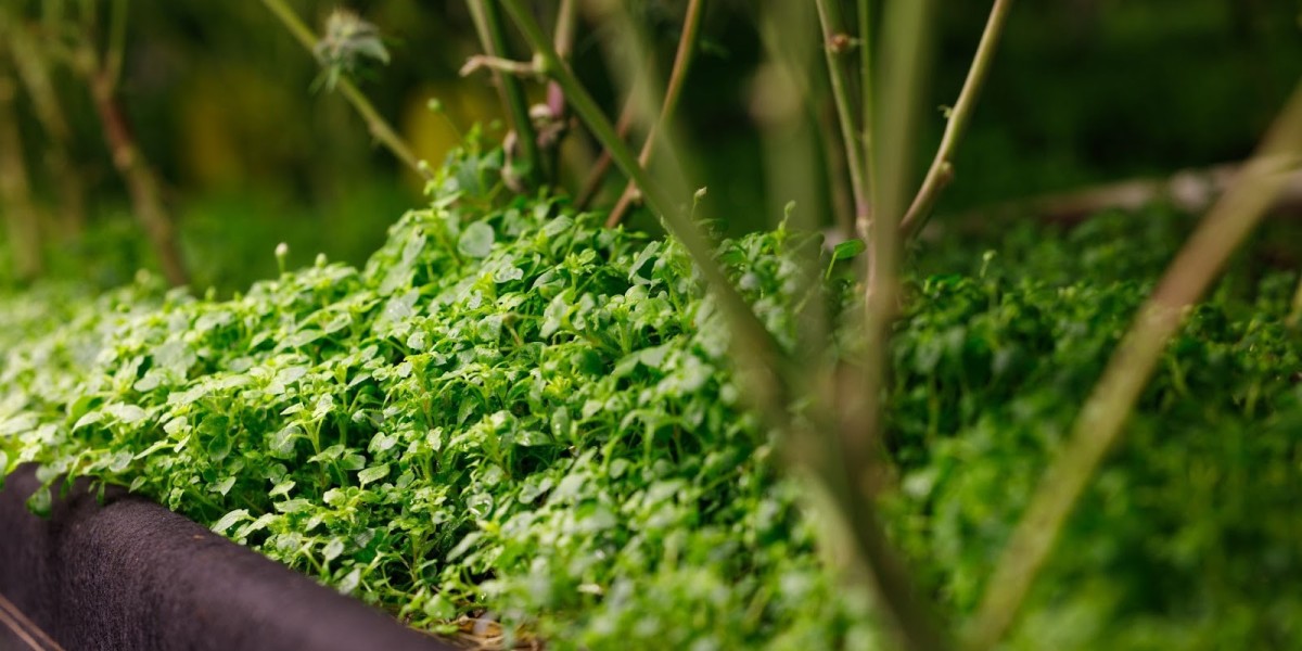 Organic Cannabis: A Complete Guide to Pure, Sustainable, and Premium Quality Cannabis