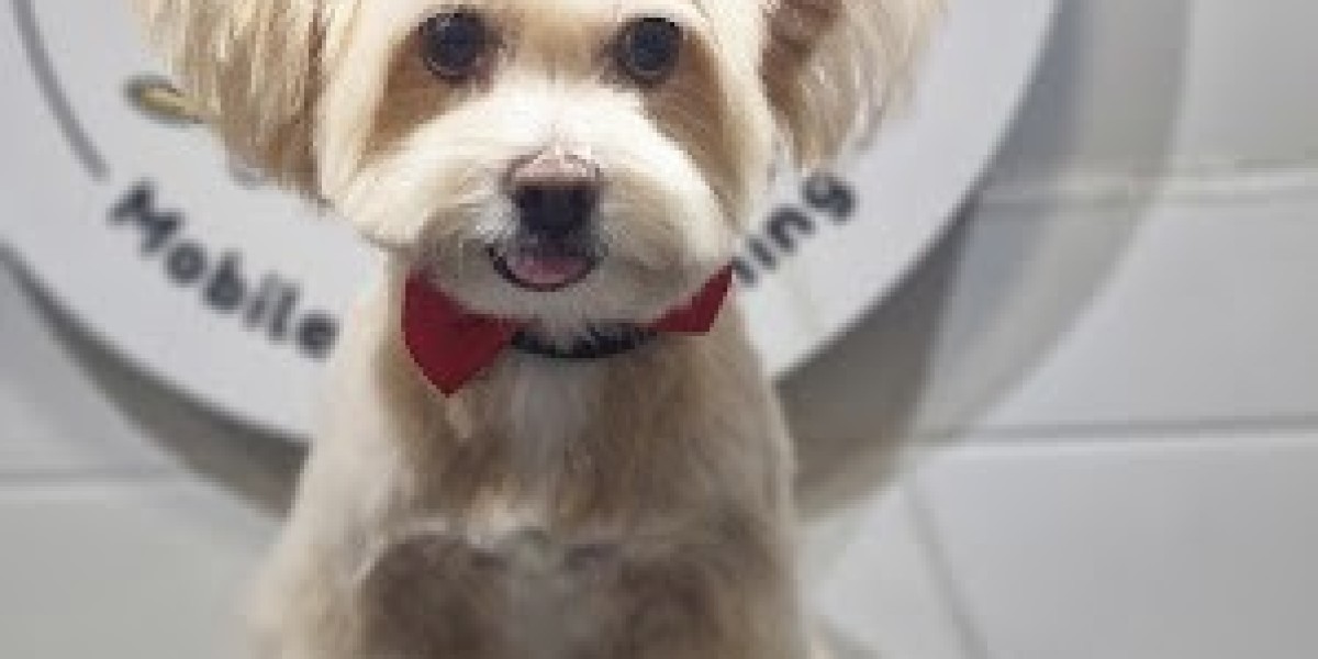 Dog Grooming vs. Cat Grooming: What's Different?