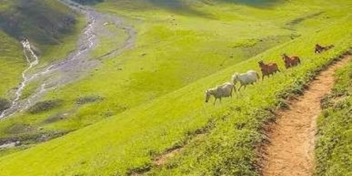 Kashmir Trek Adventures: Explore Stunning Lakes and Mountain Trails