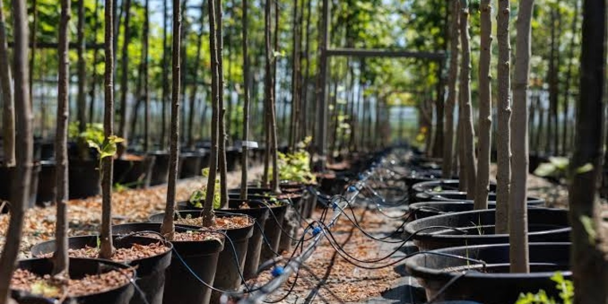 Tree Trimming Near DFW for Healthier Trees and a More Refined Property