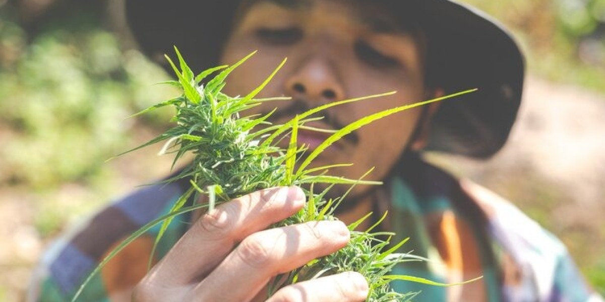 Therapeutic Potential of THC Flowers for Daily Relaxation and Recovery